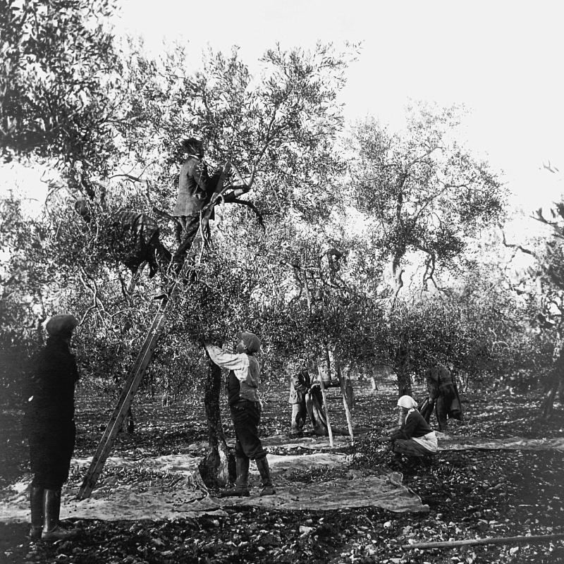 Raccolta Olive 03